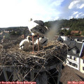 17_35-nest.jpg