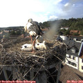 17_40-nest.jpg