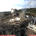 17_45-nest.jpg