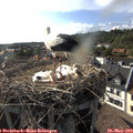 17_50-nest.jpg