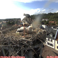 17_55-nest.jpg
