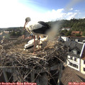 18_00-nest.jpg