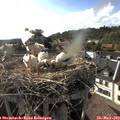 18_05-nest.jpg