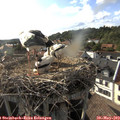 18_10-nest.jpg