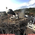 18_15-nest.jpg