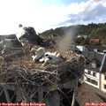 18_20-nest.jpg