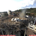 18_25-nest.jpg