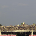 18_30-mast.jpg