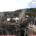 18_35-nest.jpg