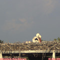18_40-mast.jpg