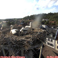 18_40-nest.jpg