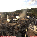 18_45-nest.jpg