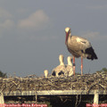 18_50-mast.jpg