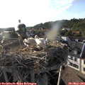 18_50-nest.jpg