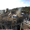 18_55-nest.jpg