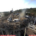 19_00-nest.jpg
