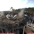 19_05-nest.jpg