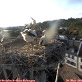 19_10-nest.jpg