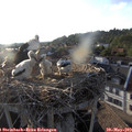 19_20-nest.jpg