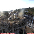 19_25-nest.jpg