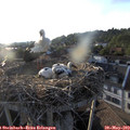 19_30-nest.jpg