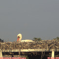 19_40-mast.jpg