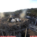 19_40-nest.jpg