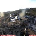 19_45-nest.jpg