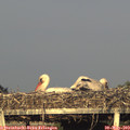 19_50-mast.jpg
