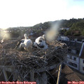 19_50-nest.jpg
