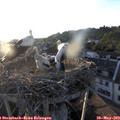 19_55-nest.jpg