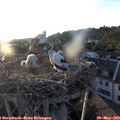 20_00-nest.jpg