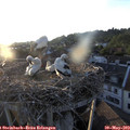 20_05-nest.jpg
