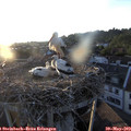 20_10-nest.jpg