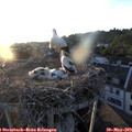 20_15-nest.jpg