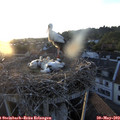 20_25-nest.jpg