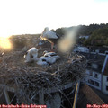 20_30-nest.jpg