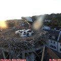 20_35-nest.jpg
