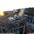 20_40-nest.jpg