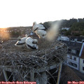 20_45-nest.jpg