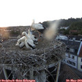 20_50-nest.jpg