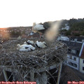 20_55-nest.jpg