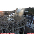21_00-nest.jpg