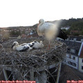 21_05-nest.jpg