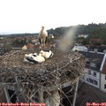 05_25-nest.jpg