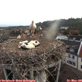 05_30-nest.jpg