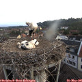 05_35-nest.jpg