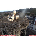 05_40-nest.jpg