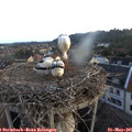 05_45-nest.jpg