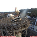 05_50-nest.jpg